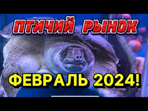 ПТИЧИЙ РЫНОК, САДОВОД, МОСКВА. ОБЗОР ФЕВРАЛЬ 2024. ПЕРВЫЙ ОБЗОР 2024. РЫБЫ, РАСТЕНИЯ, БЕСПОЗВОНОЧНЫЕ