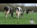 Réalisation Films Vidéo Elevage , vaches Holstein pâture prairie  ray grass trèfle blanc