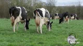 Réalisation Films Vidéo Elevage , vaches Holstein pâture prairie  ray grass trèfle blanc