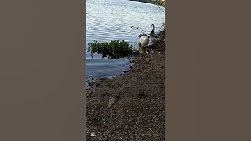 #قران_كريم سوره الرحمن بصوت الشيخ ماهر المعيقلي