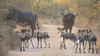 Herd Of Buffaloes Confronted Face-to-face With Wild Dogs