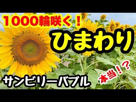 ひまわりです hqdefault.jpg