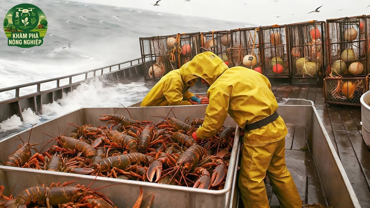 Ngư Dân Đánh Bắt Hàng Nghìn Con Tôm Hùm Chỉ Trong 1 Giờ – Cảnh Tượng Khiến Cả Thế Giới Trầm Trồ!