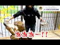 【ハプニング】🦁子ライオンに大好物のミルクをあげたら💦