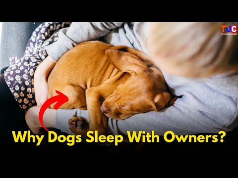 Why Dogs Sleep With Owners? Real Science Revealed!