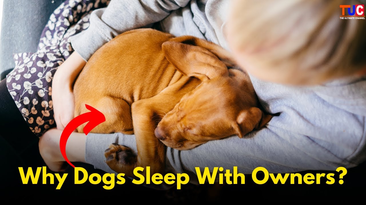 Why Dogs Sleep With Owners? Real Science Revealed!