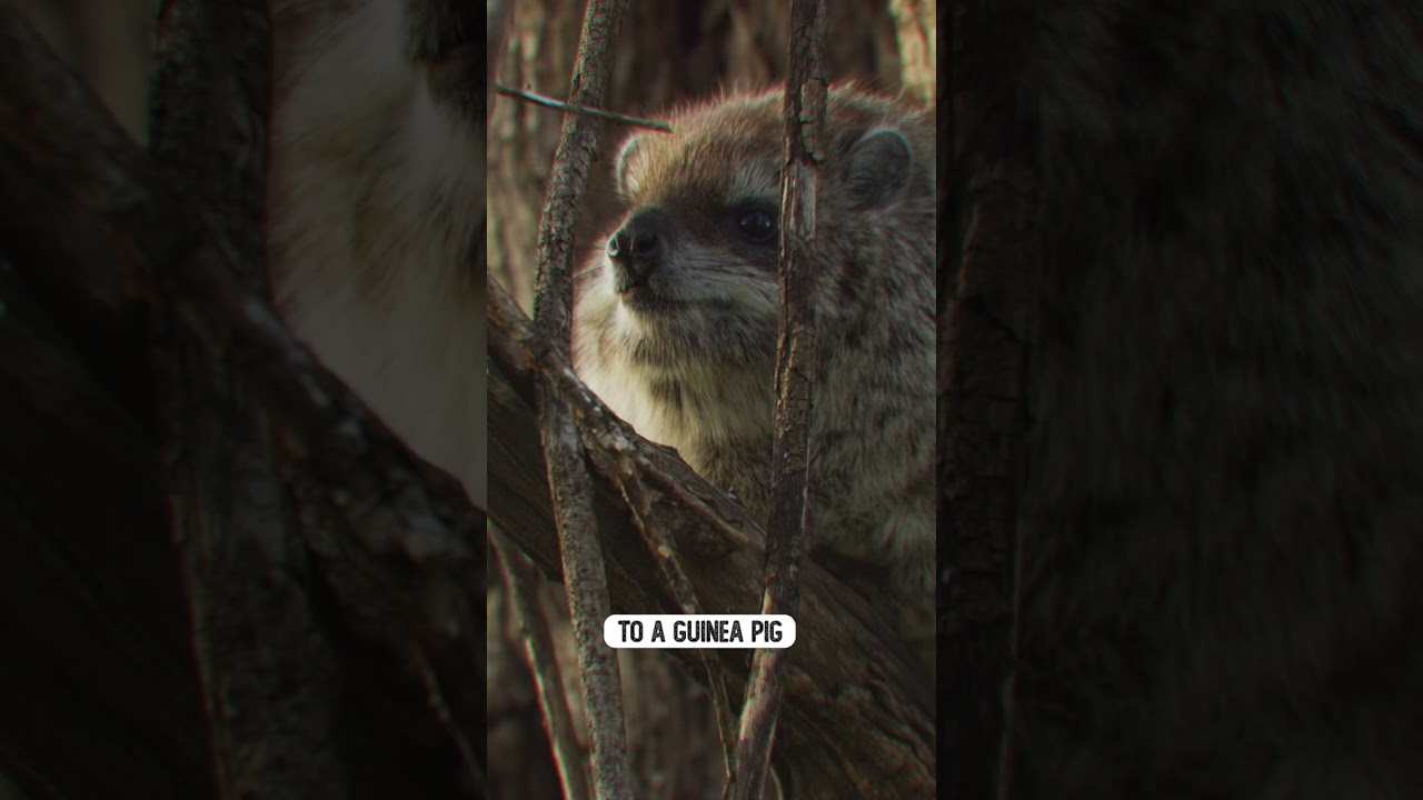 Meet the Red Crested Tree Rat