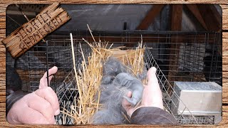 My Rabbit Only Had 5 Babies