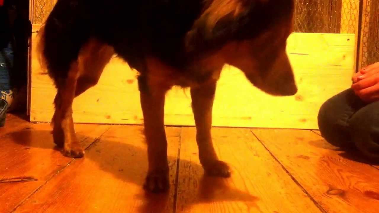 Hund Grundbefehl "aus" beibringen YouTube