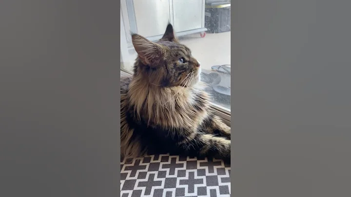 Video 9722731: mainecooncat mainecoons cat, mainecoon cat kitten kitty, funnycatvideos mainecoons