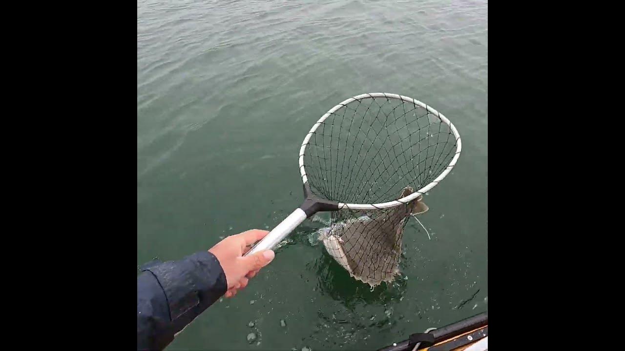 NEW JERSEY FLUKE FLOUNDER SEASON KICKS OFF WITH A BANG YouTube