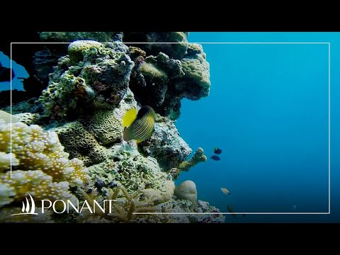 Vidéo: Les meilleurs sites de plongée sous-marine à Sainte-Lucie