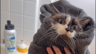 GIVING MY CAT A BATH