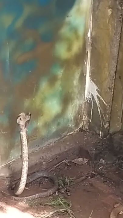cobra stalking #snake #venomouscreatures