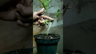 Membuat bonsai loa tahap percabangan