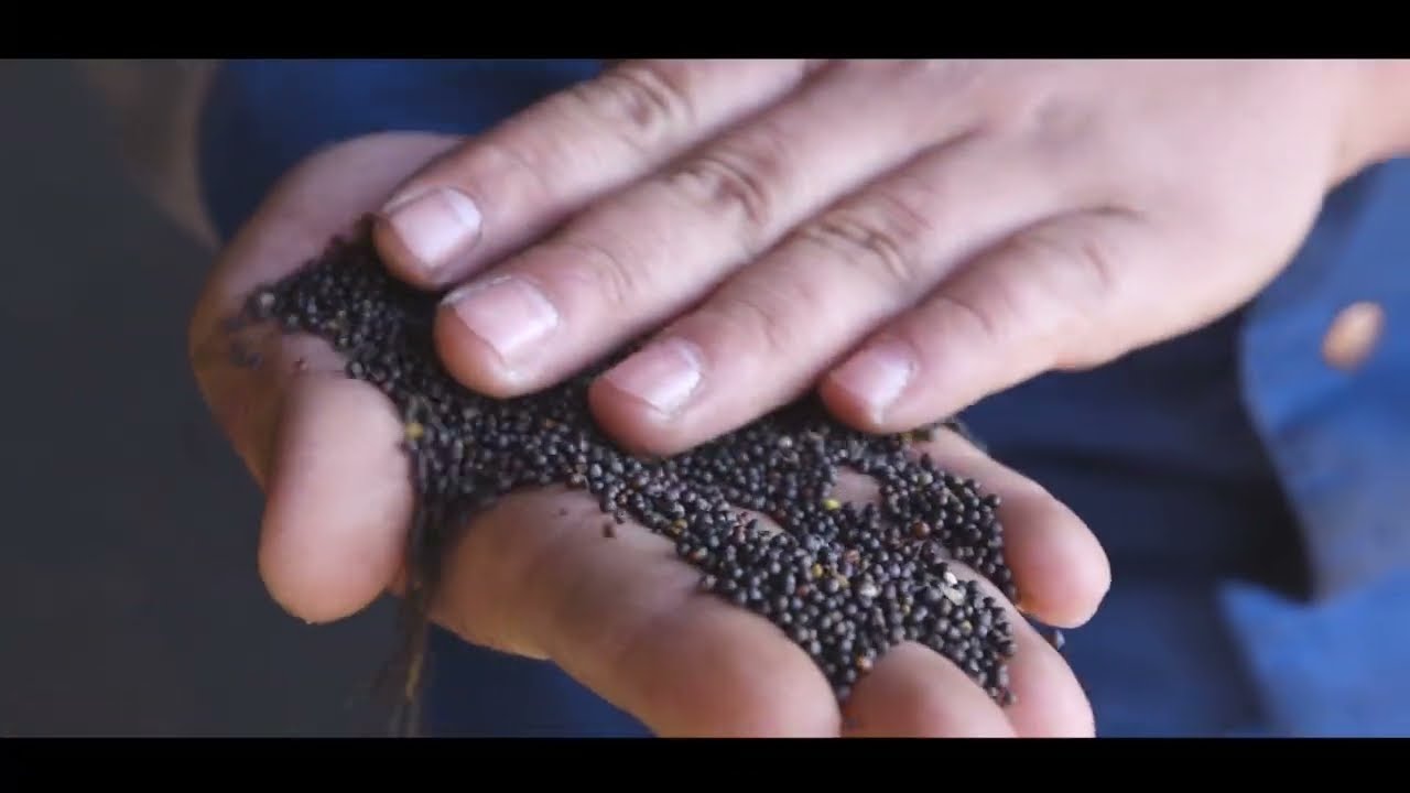 Introduktion til Cortevas Sclerotinia Protector