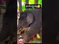 #nature #elephant #animals #cute #wildlifeentertainment #babyelephant #babymammal #animallife