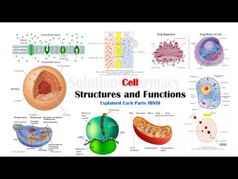 Cell Biology = Various Parts and Function of Cell (HINDI) कोशिका के पार्ट्स और उनके कार्य