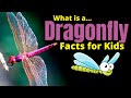 Dragonfly Facts for Kids | Learn About One of the Most Fascinating Insects