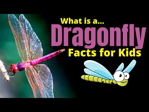 Dragonfly Facts for Kids | Learn About One of the Most Fascinating Insects