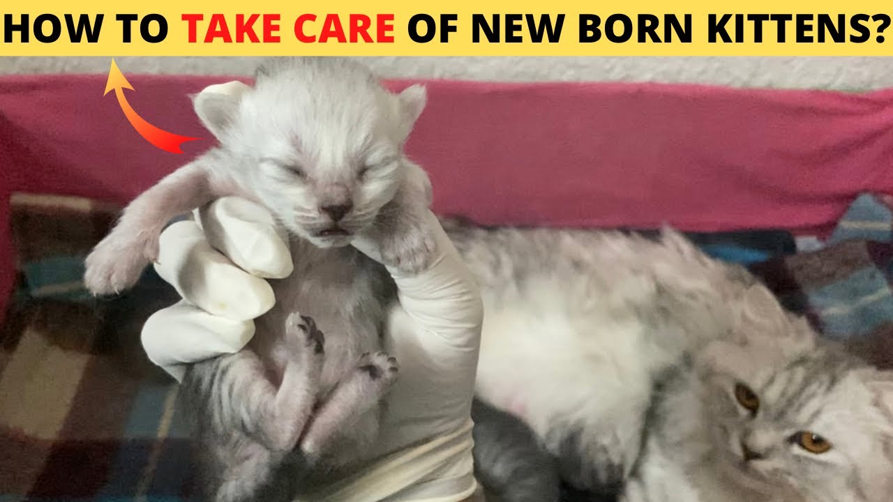 How to take care of newborn persian kittens😍| Newborn kitten care in