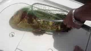 goliath catch