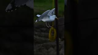 Steven The Seagull High Wire Cicus Act #birds #birdwatching #seagull