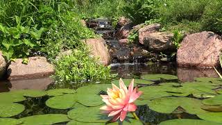 RELAXING POND  SUPER CALM 4K Video with SOOTHING SOUNDS