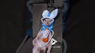 Cute sphynx cat dons a little bunny hat || Viral Video UK