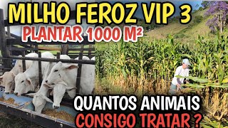 Fierce VIP Corn 3 / How many bags of SILAGE does it produce in 1000 m²