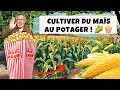 Comment cultiver du mas au potager et recevoir des semences gratuites 