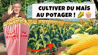 Comment cultiver du maïs au potager (et recevoir des semences gratuites !)