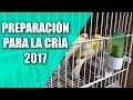 Cría del Canario y Silvestre (Preparación para cría  2017 Diciembre)