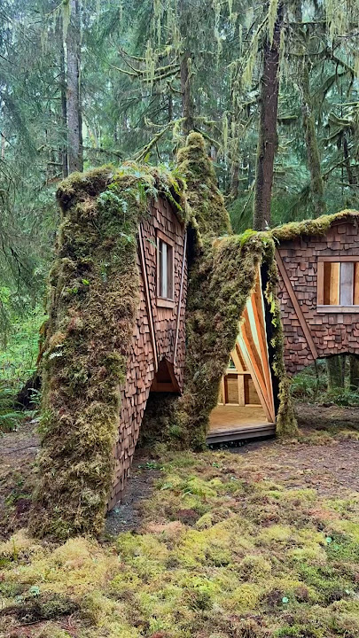 Draping the new cabin in moss propagated and sustainably harvested from Cabinland