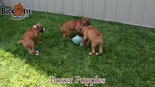 Lovable Boxer Puppies