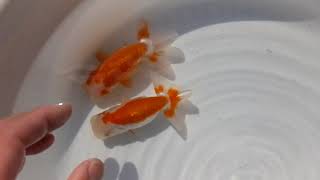 DSCF9170