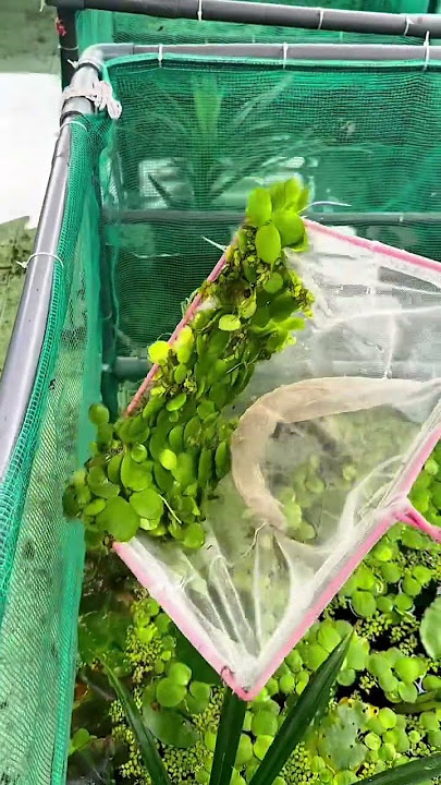https://vt.tiktok.com/ZSB15XRQ3/ #cabaymau #channa #guppy #cabaymau #caloc #caloccanh #meloccanh