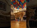 😱🐱 Cat vs Exploding Can... MAXIMUM STARTLE! 💥 #cats #funny #shorts