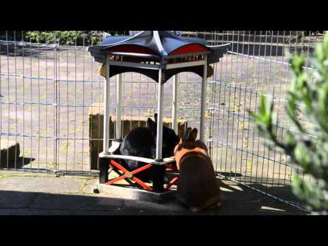 video phone lyrics Konijnen Orry en Naranja geven elkaar een knuffel
