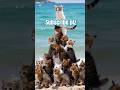 ai video cat #shorts #viral #home #skills