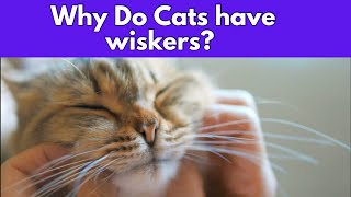 Why Do Cats 🐱 Have Whiskers? Unraveling the Whisker Wonders 😻❤️