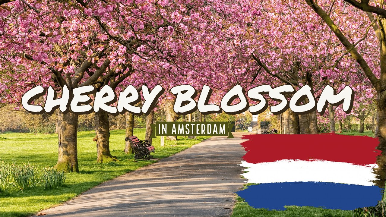 Japanese SAKURA trees in Netherlands | cherry blossom | Indians in Netherlands