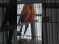 sunconor brid#nature #discoverpakistan #brids#wildlife#amazon#beautiful #fanciers #love