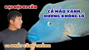 Giải Cứu Cá Napoleon Cực Hiếm Khỏi Đàn Cá Mập – Món Hời Hàng Chục Ngàn Đô! (Tập1)