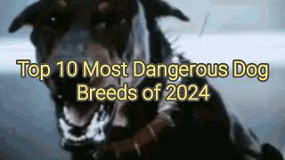 10 Most dangerous dog breeds in the world #dog #doglover #shorts