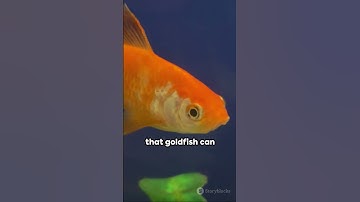Busting the Goldfish Myth