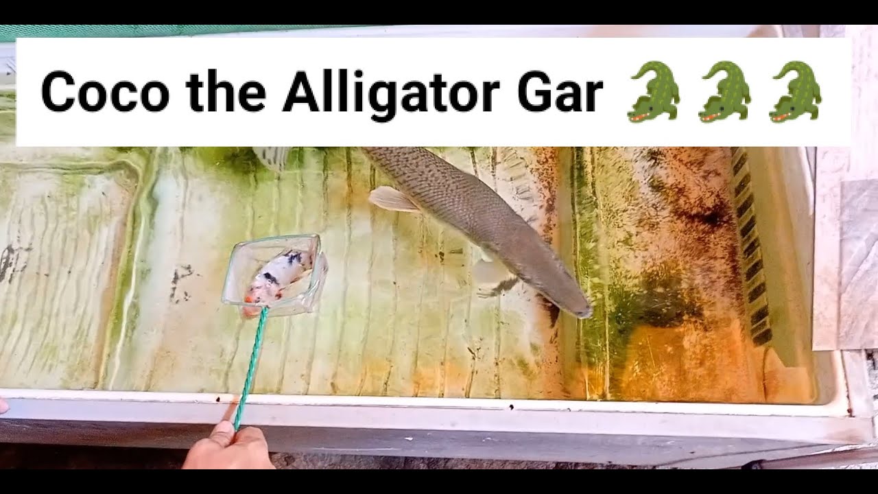 Alligator Gar 