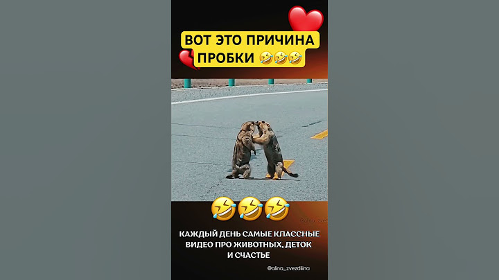 Держите дистанцию🤣#животные #смешное #смешные #смешноевидео #смешныевидео #дтп #лучшее #пробка #топ