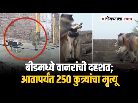 बीड : वानरांच्या हल्ल्यामुळे जिल्ह्यातील २५० कुत्र्यांचा मृत्यू