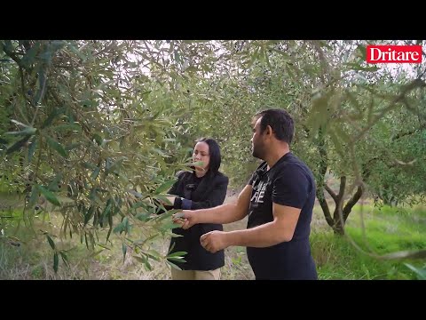 Sekretet E Ullirit Të Roshnikut Flet Oltion Mimami Djali Që Trashëgoi Zanatin E Babait